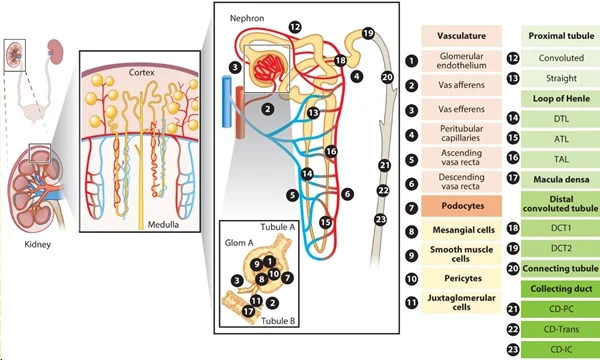 圖 1：腎臟上皮細胞和內皮細胞概覽。圖片來源：PMID：34843404
