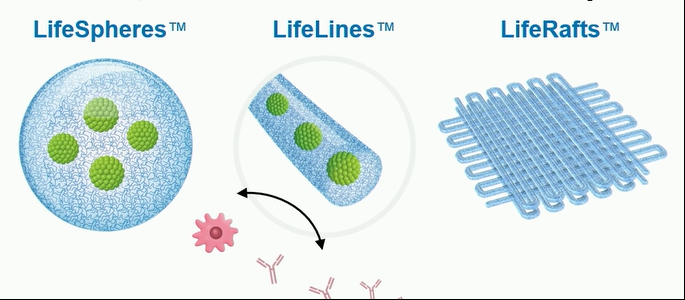 在移植過(guò)程中支持（通過(guò)營(yíng)養(yǎng)和氧氣轉(zhuǎn)移）和保護(hù)（通過(guò)免疫逃避）β細(xì)胞。