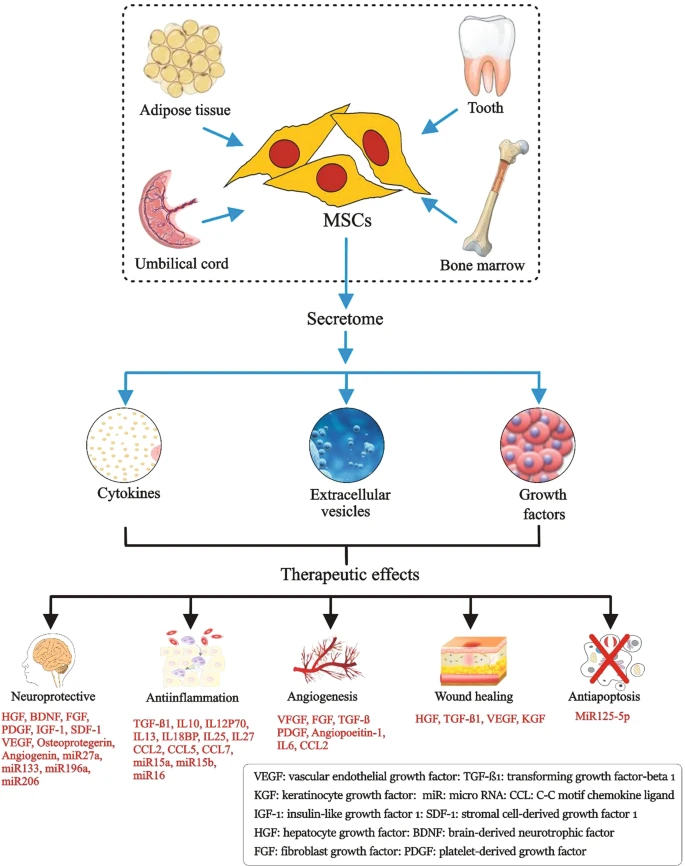 圖1：間充質(zhì)干細(xì)胞的來源、分泌組組成和治療益處。