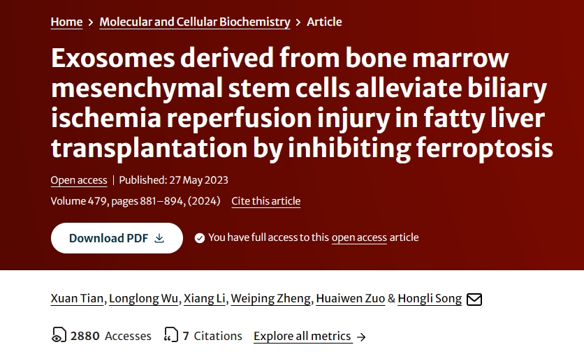 骨髓間充質(zhì)干細胞來源的外泌體通過抑制鐵死亡減輕脂肪肝移植膽道缺血再灌注損傷