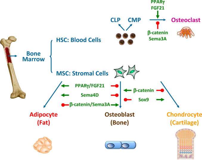骨髓間充質(zhì)干細(xì)胞的來(lái)源、特性、作用是什么？
