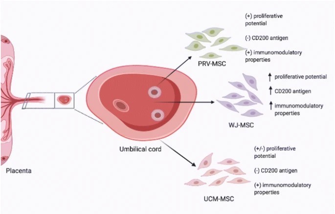 臍帶間充質(zhì)干細(xì)胞的來(lái)源、特性、作用是什么？