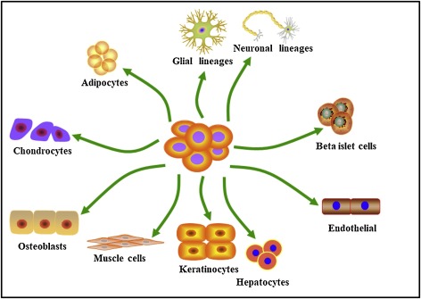 脂肪間充質(zhì)干細胞的來源、特性、作用是什么？