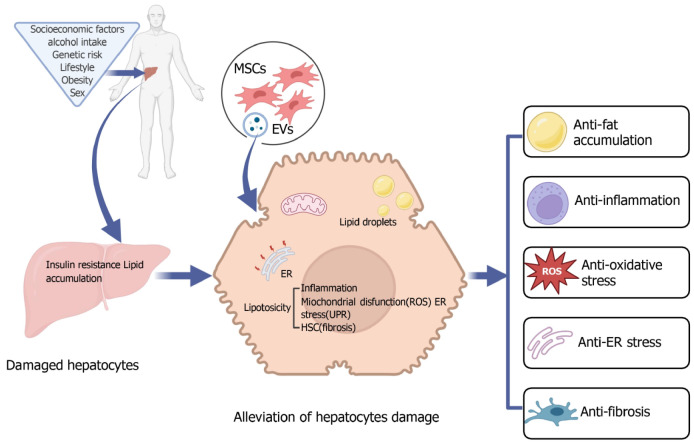間充質(zhì)基質(zhì)在治療非酒精性脂肪性肝病/非酒精性脂肪性肝炎中的治療效果 間充質(zhì)基質(zhì)在治療非酒精性脂肪性肝病/非酒精性脂肪性肝炎中的治療效果