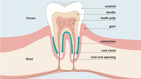 牙髓間充質(zhì)干細(xì)胞的來(lái)源、特性、作用是什么？