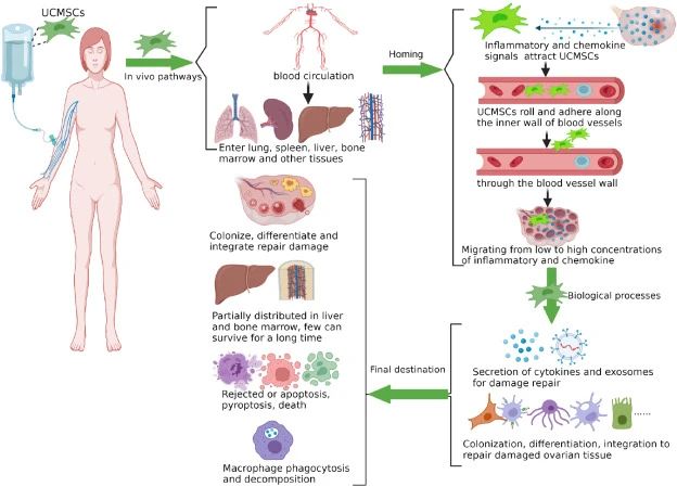 一、什么是臍帶間充質干細胞？