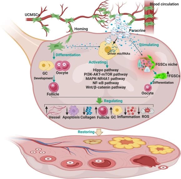 二、臍帶間充質干細胞如何治療卵巢衰老？