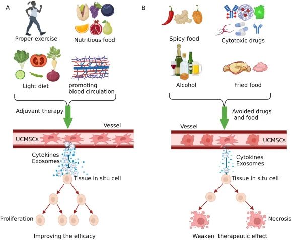 四、臍帶間充質干細胞治療期間的注意事項