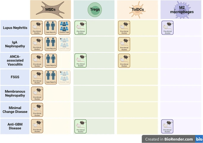 自身免疫性腎病調(diào)節(jié)性細胞療法的開發(fā)階段。