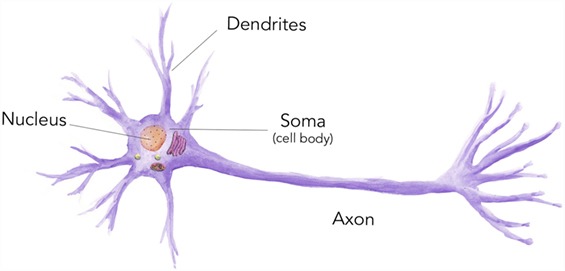 細(xì)胞是什么？ 