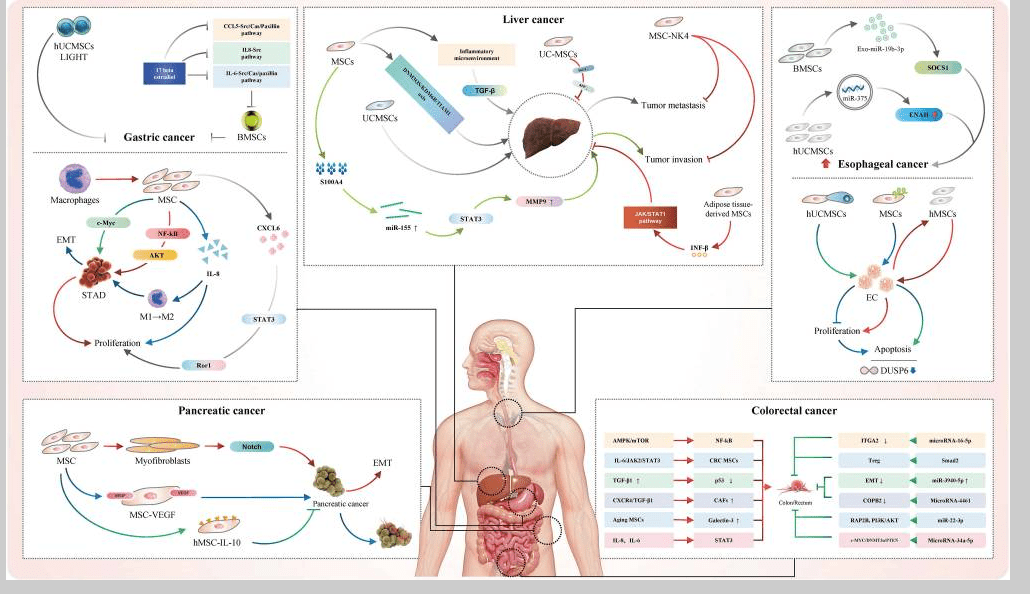 消化系統(tǒng)疾病如何治療？間充質(zhì)干細(xì)胞治療的案例有哪些？