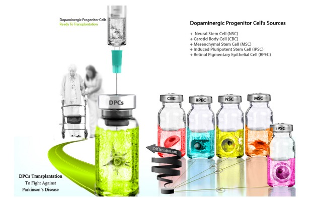 圖3：用于產(chǎn)生多巴胺能神經(jīng)元的不同細(xì)胞來源，以便將其應(yīng)用于PD患者的移植。