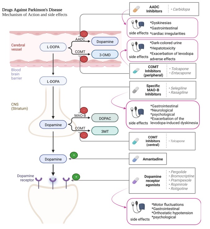 圖2：帕金森病患者使用的藥物及其作用機(jī)制。