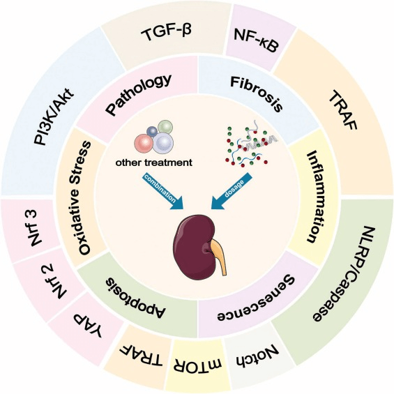 圖2：間充質(zhì)干細(xì)胞 (MSC) 及其衍生的外泌體 (MSCs-Exo) 在糖尿病腎病治療中的機(jī)制和途徑。