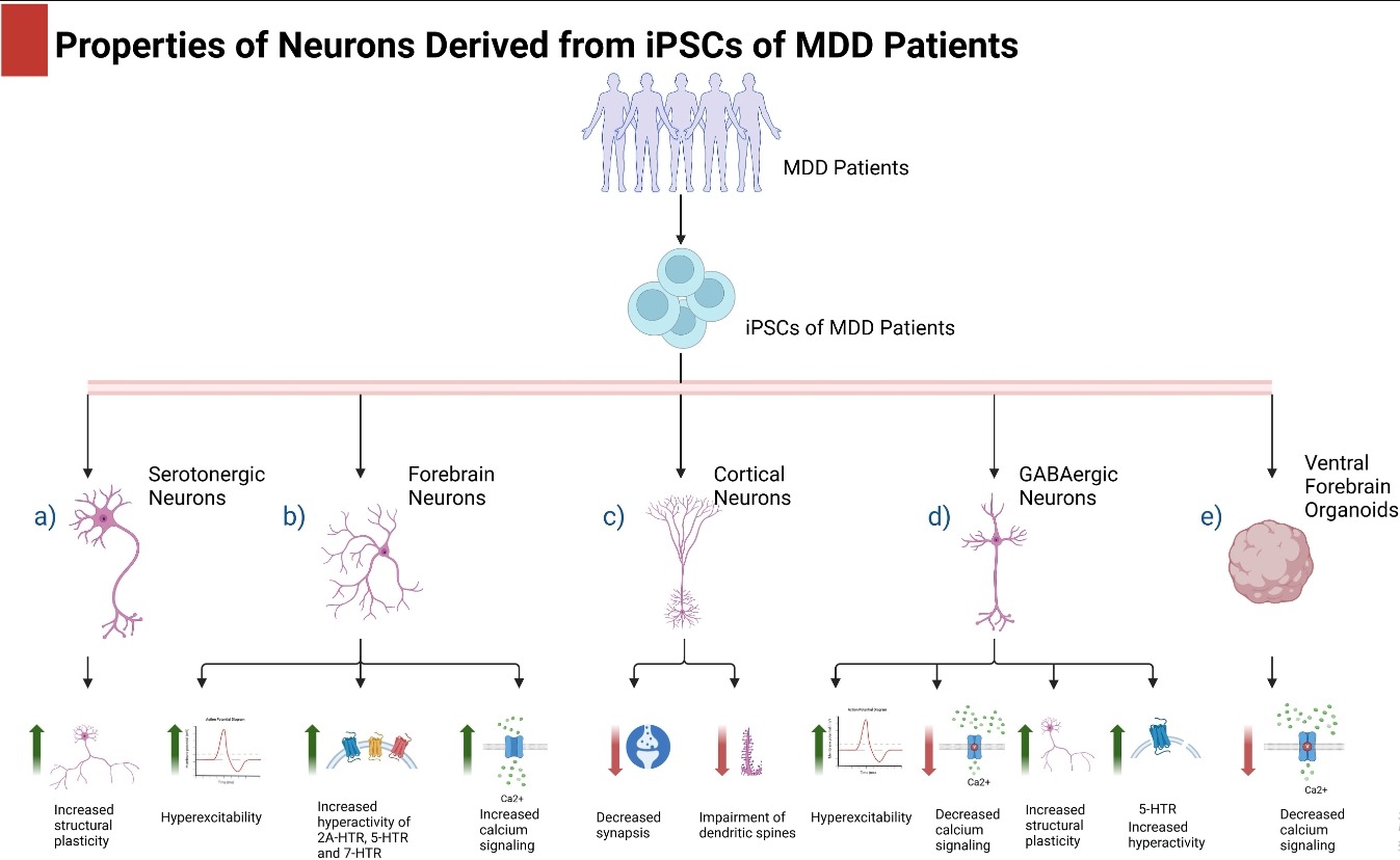 圖1：抑郁癥患者的iPSC及其在抑郁癥中的應(yīng)用。