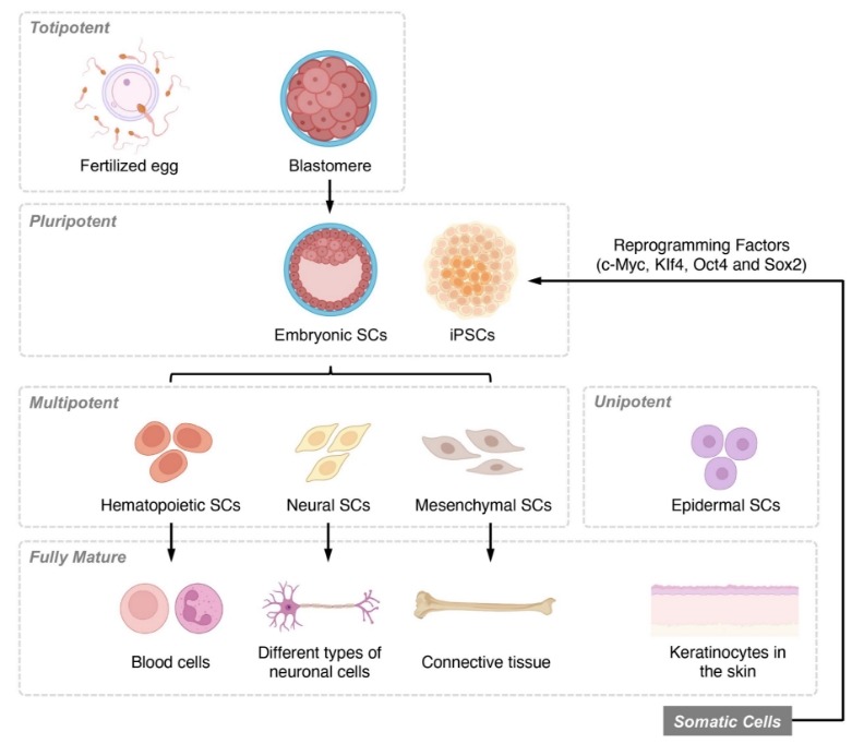圖1：基于分化潛力和發(fā)育階段的干細(xì)胞分類概述。