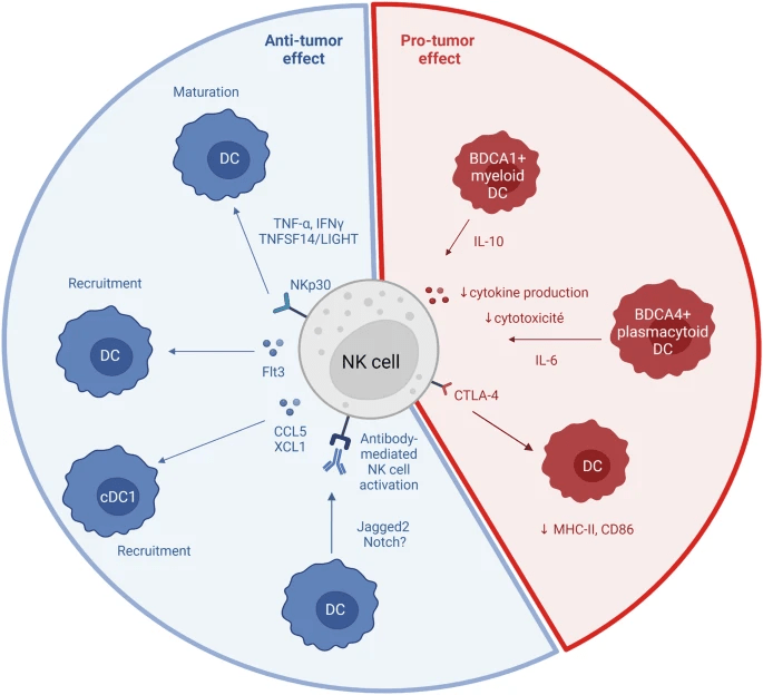 圖4：NK細胞和DC相互作用