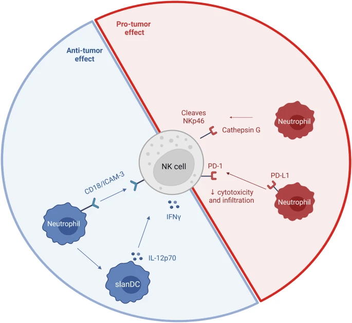 圖5：NK細胞和中性粒細胞相互作用