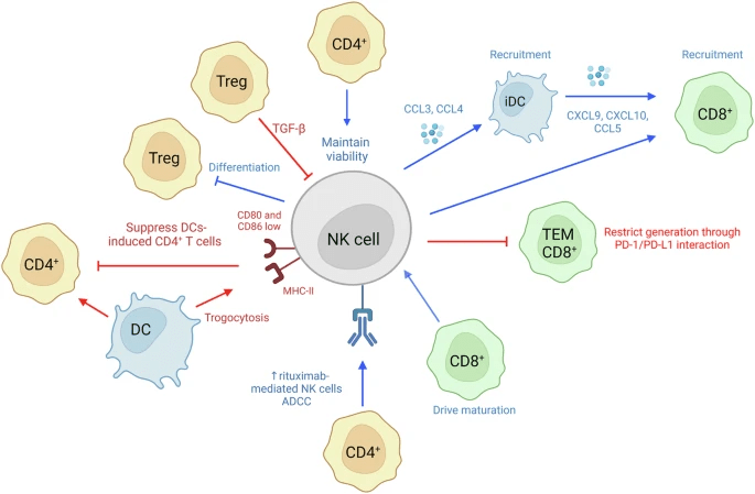 圖6：NK細胞和T細胞相互作用。