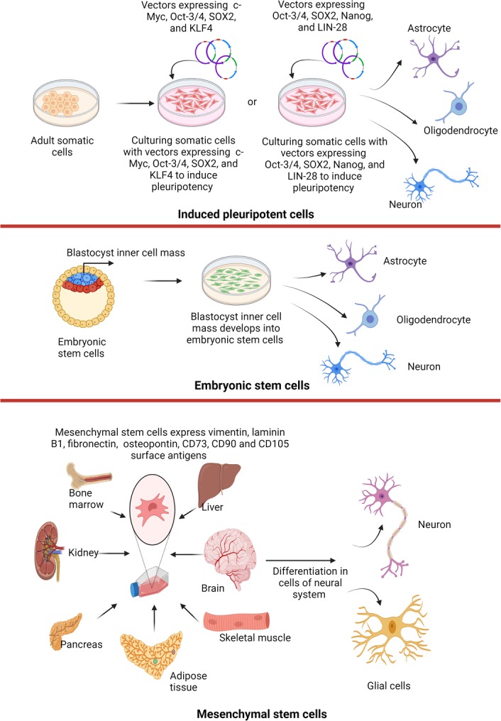 圖1：不同來源的干細胞可用于治療神經(jīng)退行性疾病。