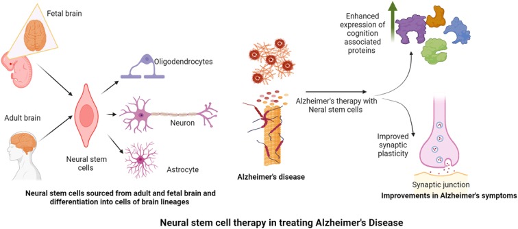 圖2：神經(jīng)干細胞在改善阿爾茨海默病癥狀中的作用。