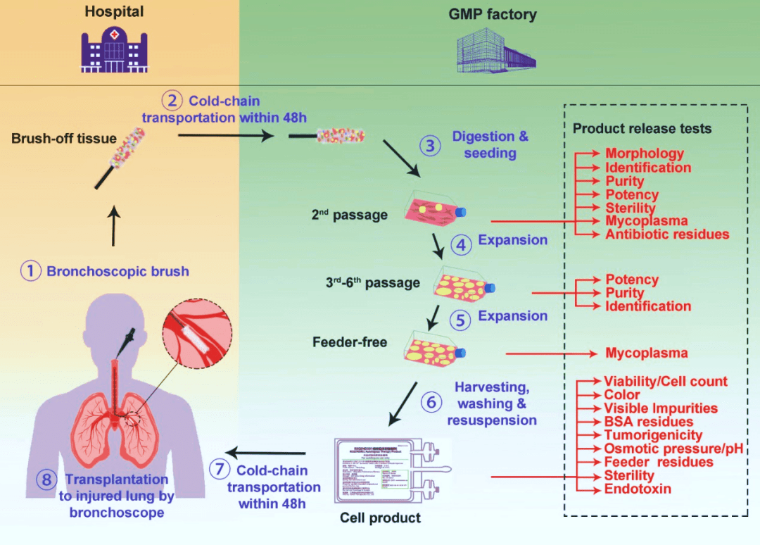 圖2. ?圖示支氣管上皮基底層來源的P63+?LPC（左圖來自Janes SM，2022；右圖來自左為課題組）及其用于臨床治療的流程。