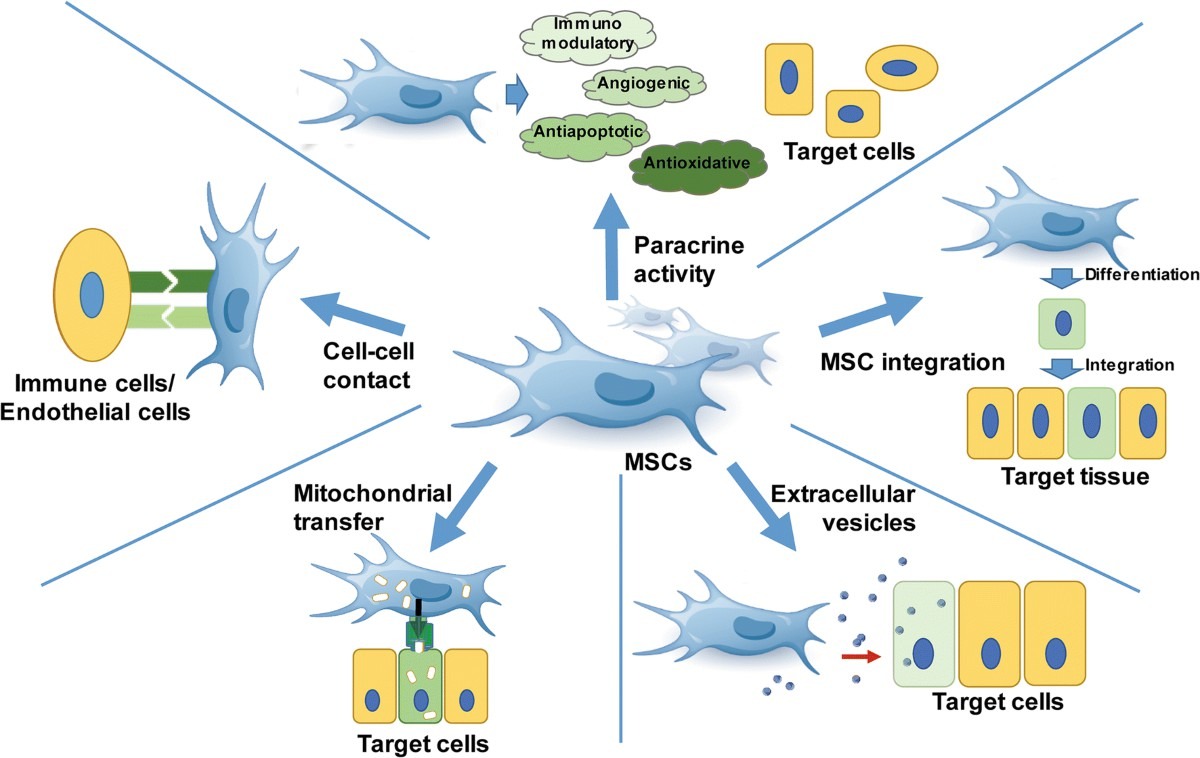 圖2 :間充質(zhì)干細(xì)胞的機(jī)制 圖2 :間充質(zhì)干細(xì)胞的機(jī)制
