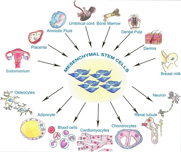 圖1:間充質(zhì)干細(xì)胞的來(lái)源 圖1:間充質(zhì)干細(xì)胞的來(lái)源