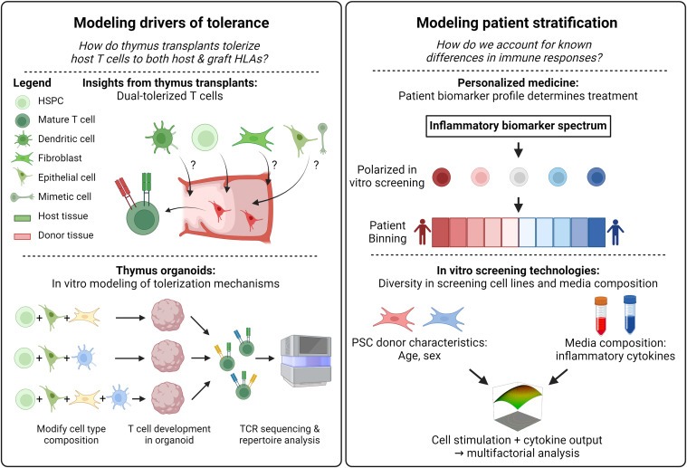 圖5：新興免疫再生療法的持續(xù)進(jìn)展需要更好地了解移植細(xì)胞和組織如何與宿主免疫系統(tǒng)相互作用和發(fā)揮作用，以及開發(fā)體外模擬各種免疫系統(tǒng)狀態(tài)的技術(shù)