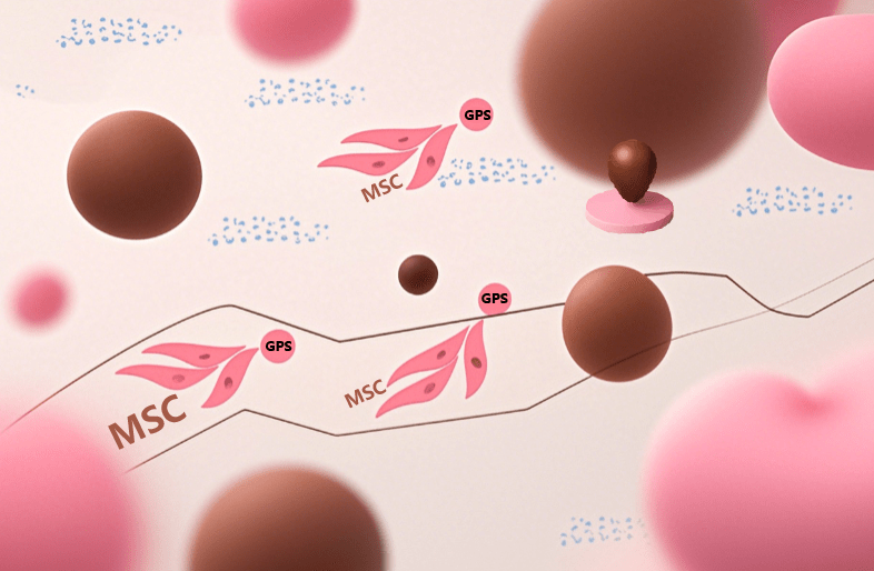 干細(xì)胞治療后為啥效果不一？是什么原因?qū)е碌模? class=