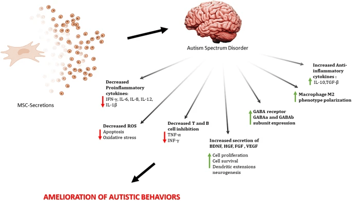 圖1:干細胞治療自閉癥譜系障礙的作用機制 圖1:干細胞治療自閉癥譜系障礙的作用機制