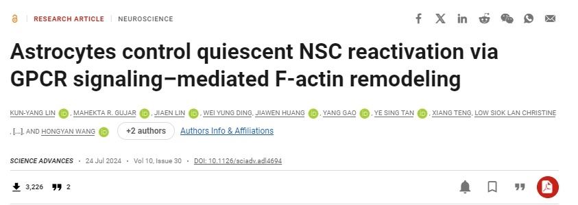 星形膠質(zhì)細胞通過 GPCR 信號介導的 F-肌動蛋白重塑控制靜止 NSC 再激活 星形膠質(zhì)細胞通過 GPCR 信號介導的 F-肌動蛋白重塑控制靜止 NSC 再激活