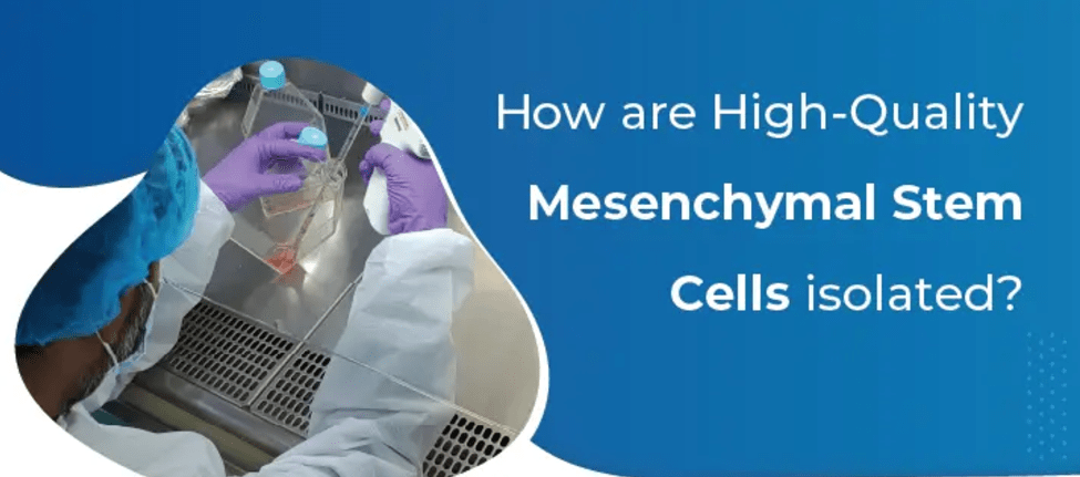 為什么遵守GMP對(duì)于生產(chǎn)高質(zhì)量、安全的間充質(zhì)干細(xì)胞至關(guān)重要