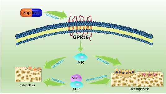 圖3：間充質(zhì)干細(xì)胞在絕經(jīng)后骨質(zhì)疏松癥中的應(yīng)用機(jī)制。