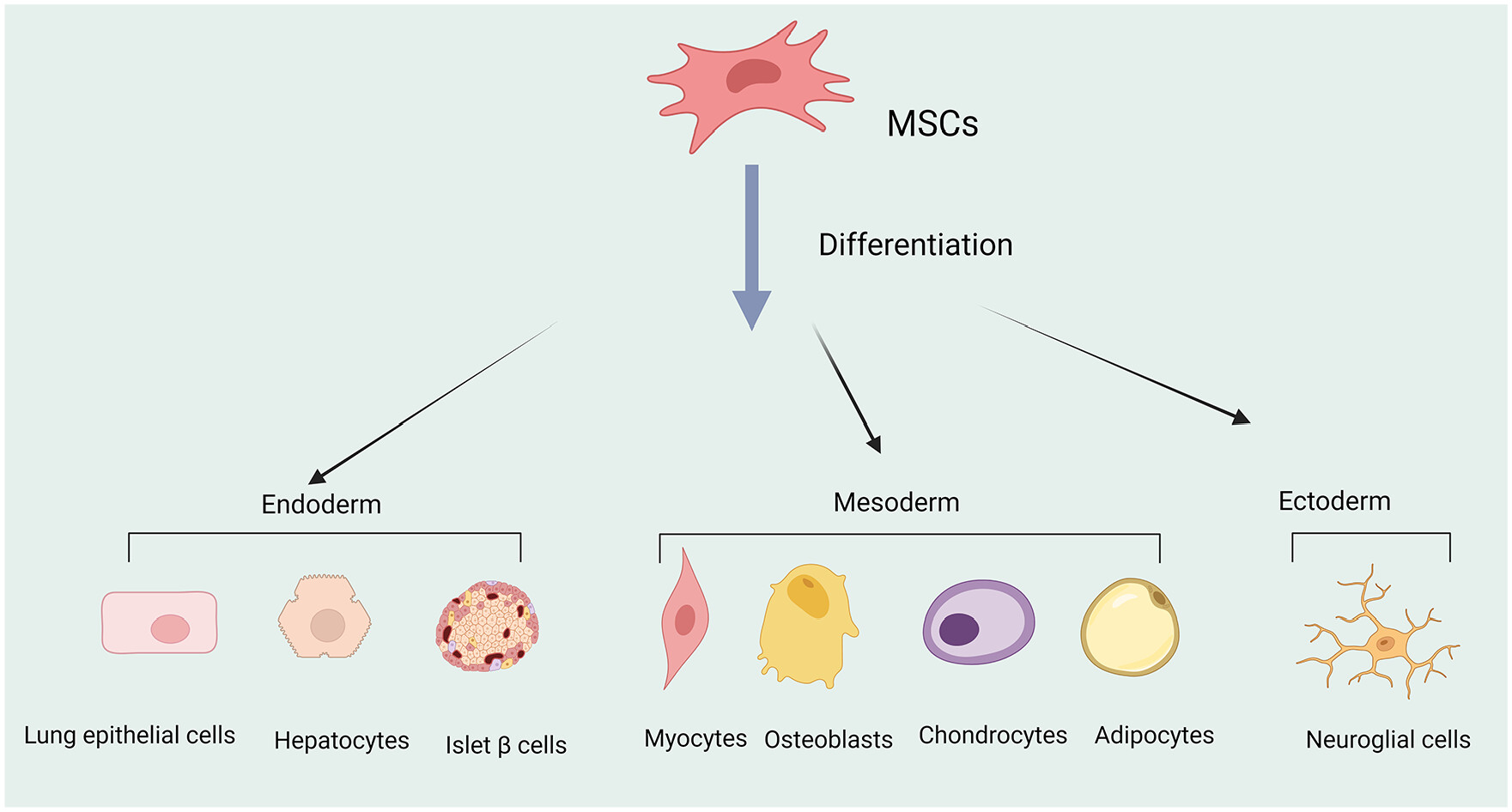 圖1 ：多能間充質(zhì)干細(xì)胞 (MSC) 可分化為不同的細(xì)胞譜系，例如中胚層細(xì)胞，跨胚胎分化為內(nèi)胚層和外胚層細(xì)胞