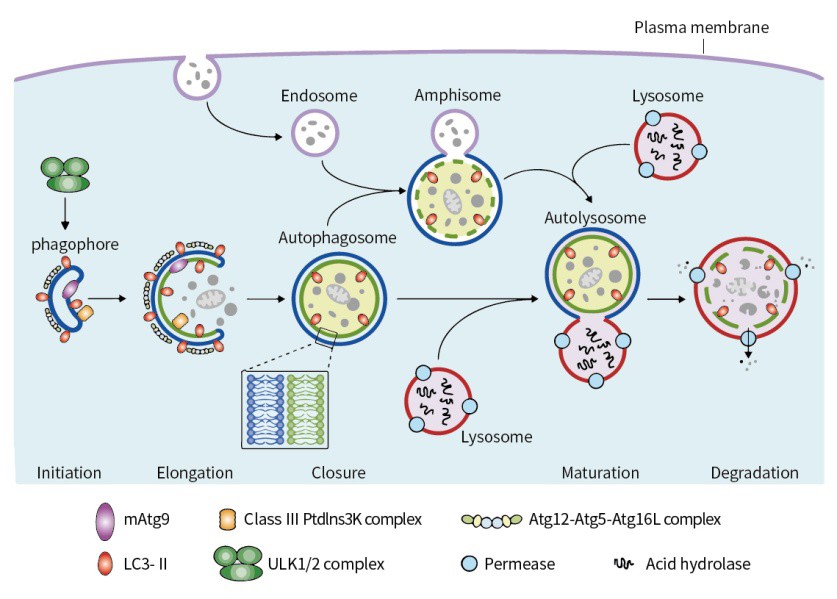 什么是細胞自噬？