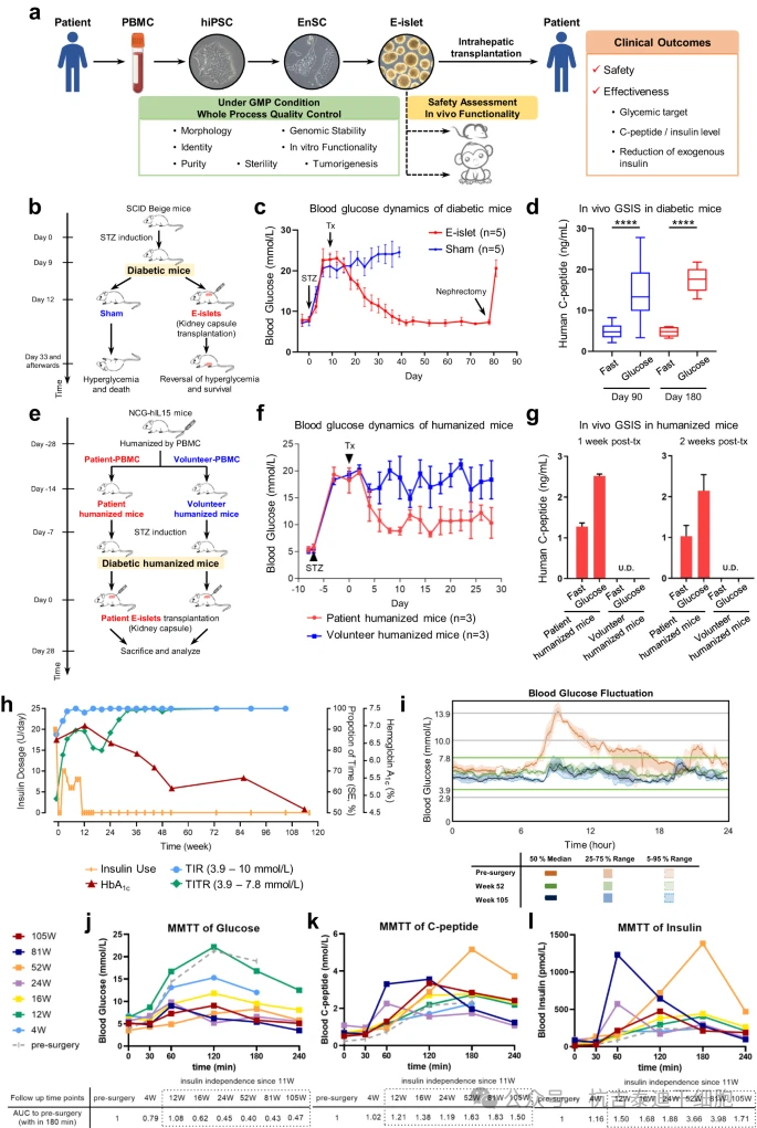 圖1:2型糖尿病患者自體E型胰島移植的臨床前研究和臨床結(jié)果 圖1:2型糖尿病患者自體E型胰島移植的臨床前研究和臨床結(jié)果