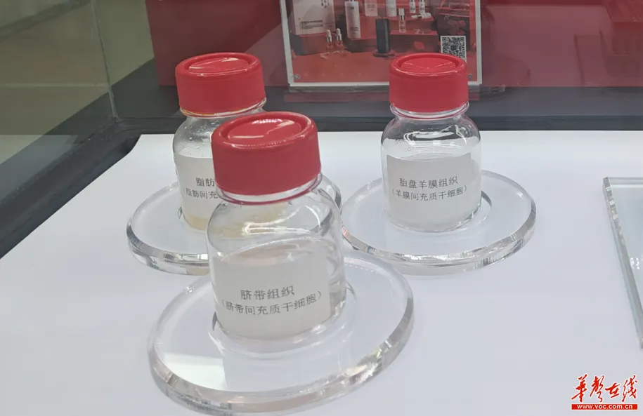 胚盤羊膜組織（羊膜間充質(zhì)干細胞）