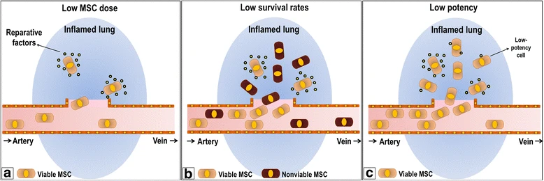 圖1：阻礙間充質(zhì)干細(xì)胞療法的因素。