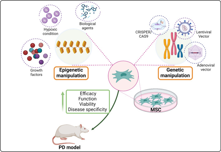 圖3：間充質干細胞 (MSC) 在帕金森病 (PD) 治療中的操作。