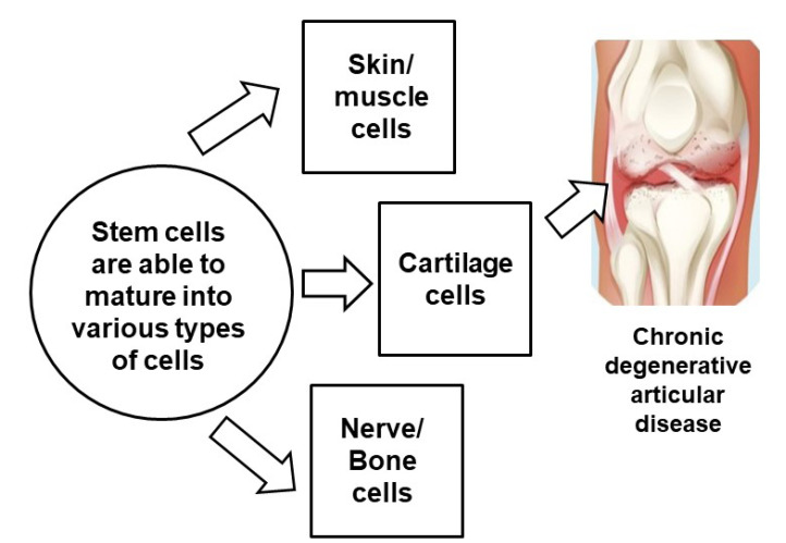 圖3：干細胞治療膝骨關(guān)節(jié)炎