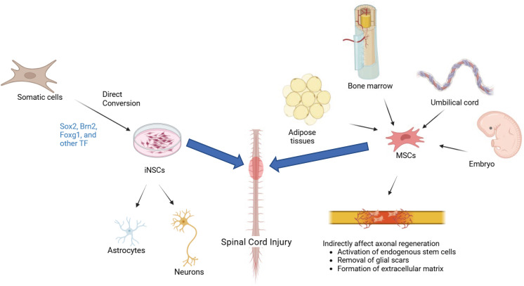 圖1：iNSC（左）和 MSC（右）的比較：由體細胞重新編程的iNSC專注于神經(jīng)元再生和神經(jīng)營養(yǎng)支持，而來自骨髓、脂肪或臍帶的MSC提供抗炎、免疫調(diào)節(jié)作用和細胞外基質(zhì)重塑，用于脊髓損傷修復(fù)。