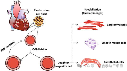 圖9：心臟干細(xì)胞在生成多種心臟細(xì)胞用于細(xì)胞治療中的作用。