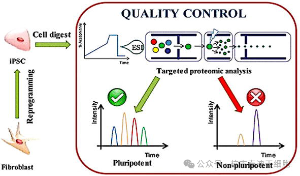 圖5：描述了一種基于蛋白質(zhì)組學(xué)的方法來篩選誘導(dǎo)性多能干細(xì)胞。