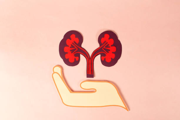 再生醫(yī)學vs藥理干預:干細胞與藥物在腎病治療中的療效對比 再生醫(yī)學vs藥理干預:干細胞與藥物在腎病治療中的療效對比