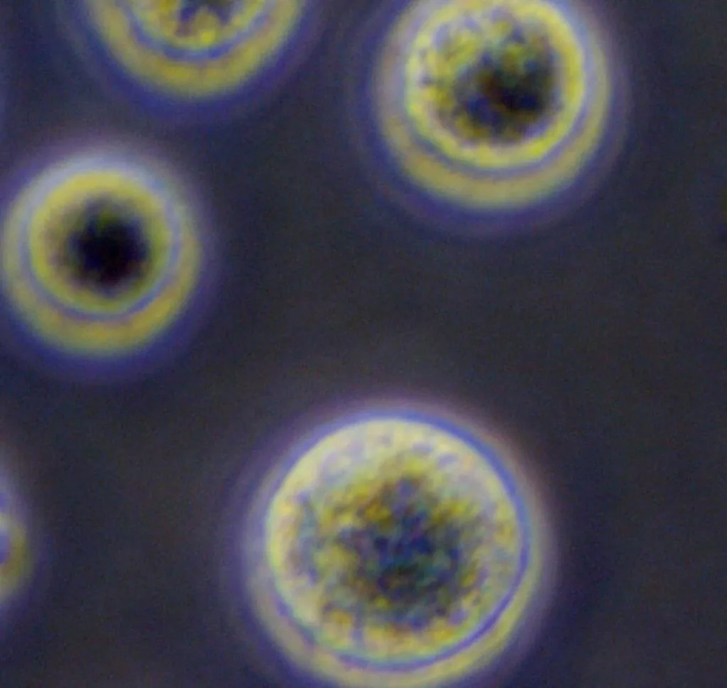 干細(xì)胞療法:其工作原理的簡單指南 干細(xì)胞療法:其工作原理的簡單指南