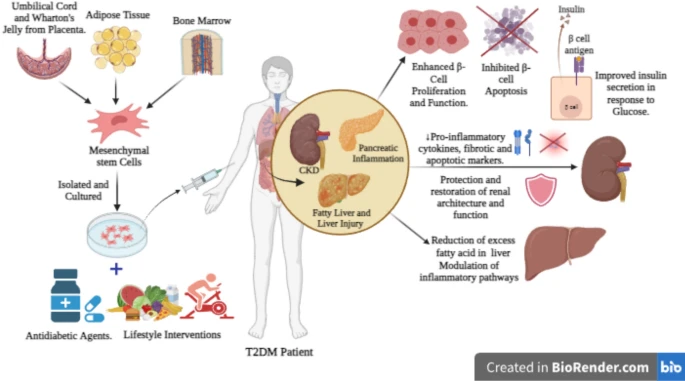 圖1：干細胞治療和藥物干預的聯(lián)合作用。