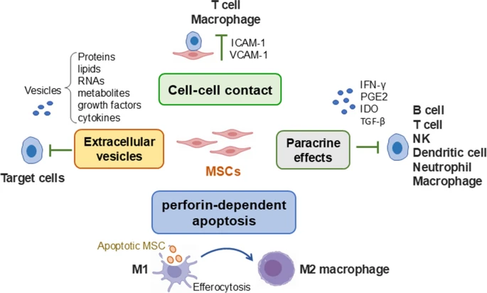 圖1：MSCs發(fā)揮免疫調(diào)節(jié)功能的潛在機(jī)制