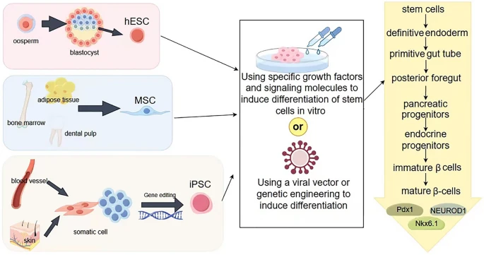 圖2：從干細(xì)胞生成β細(xì)胞。