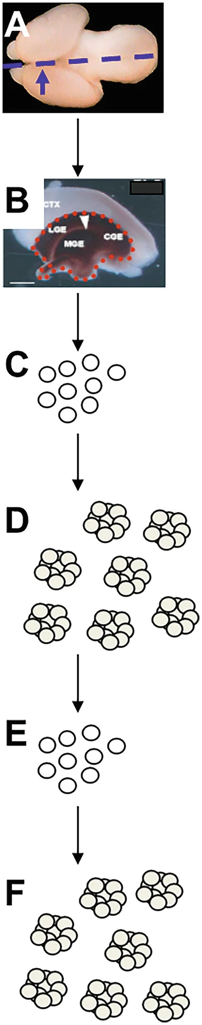 圖1：從胚胎第 14.5 天 (E14.5) 小鼠腦中提取NSPC。